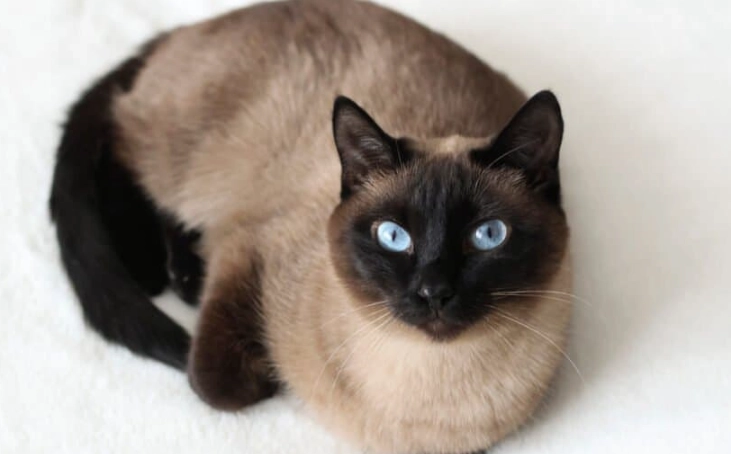 black pointed Siamese