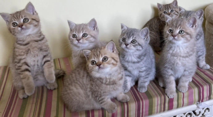 British Shorthair kitten personality