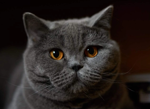 British Shorthair kitten personality