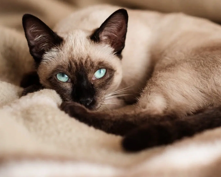 Siamese cat personality