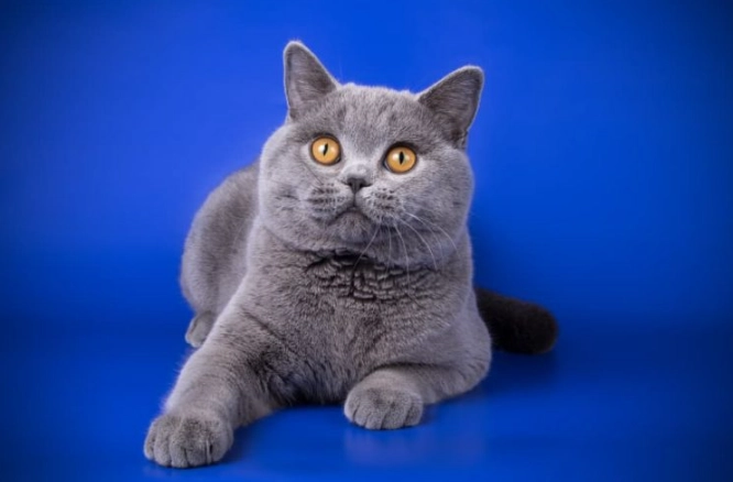 British Shorthair temperament