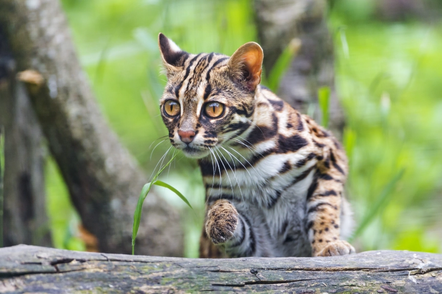 asian leopard cat