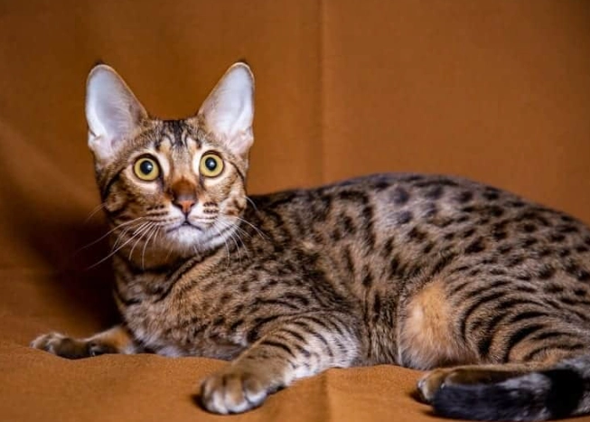 savannah cat legality