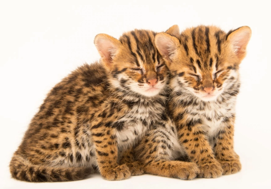 leopard cat facts