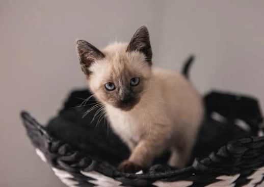 black pointed Siamese