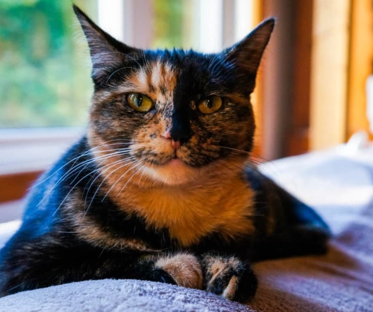 tortoiseshell cat rarity