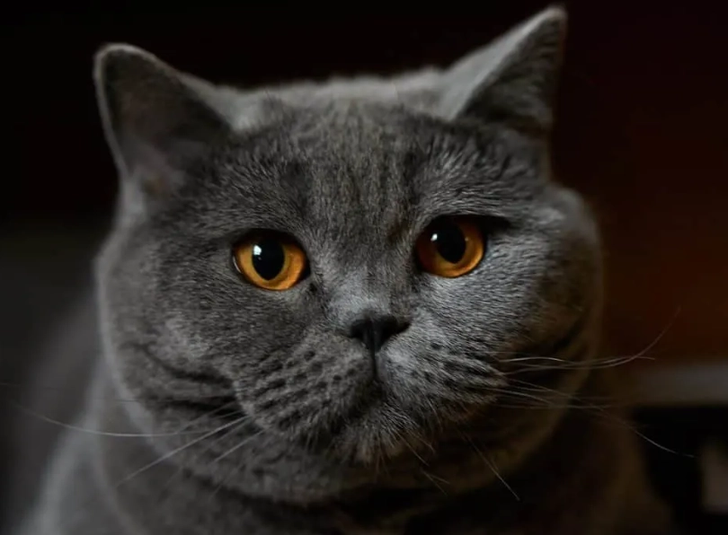 British Shorthair temperament