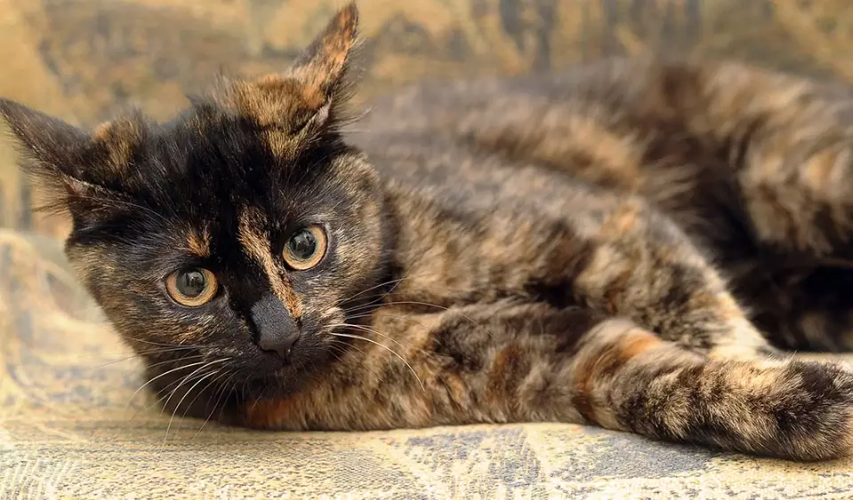 tortoiseshell cat female