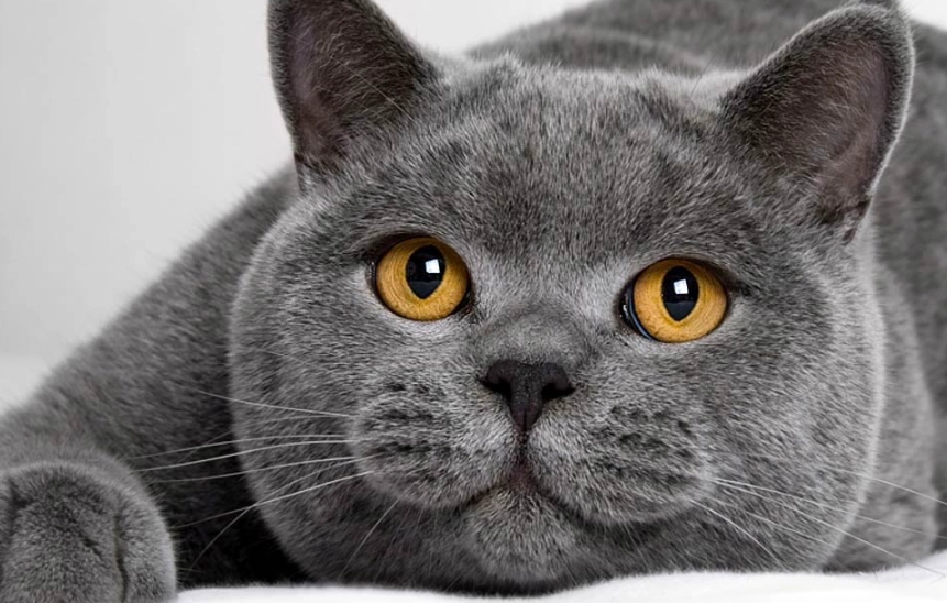 British Shorthair cat