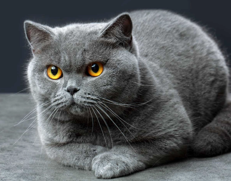 Are British Shorthair cats friendly