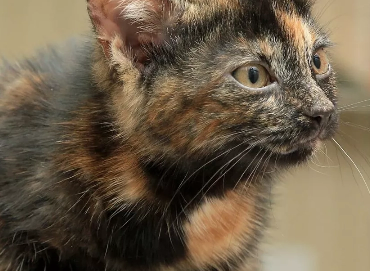 are tortoiseshell cats rare
