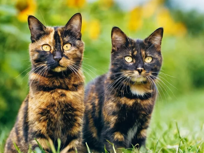tortoiseshell cat genetics