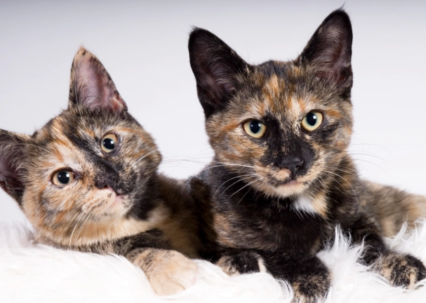 tortoiseshell cat female