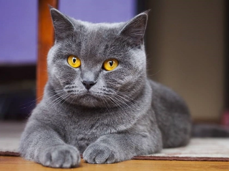 Are British Shorthair cats friendly