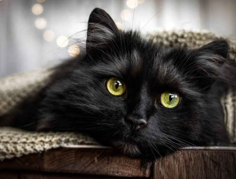 solid black cat genetics