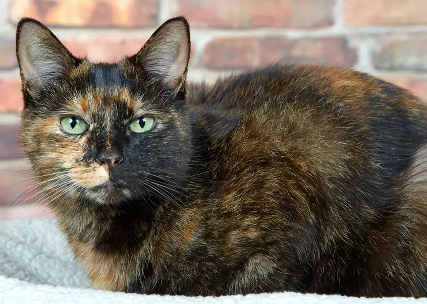tortoiseshell cat personality