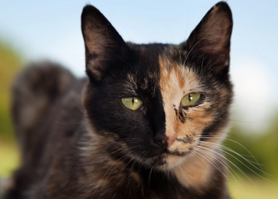 are tortoiseshell cats rare