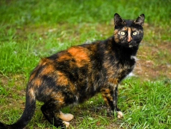 tortoiseshell cat personality