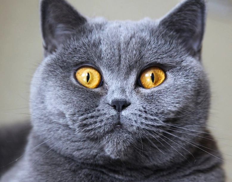 British cat breed