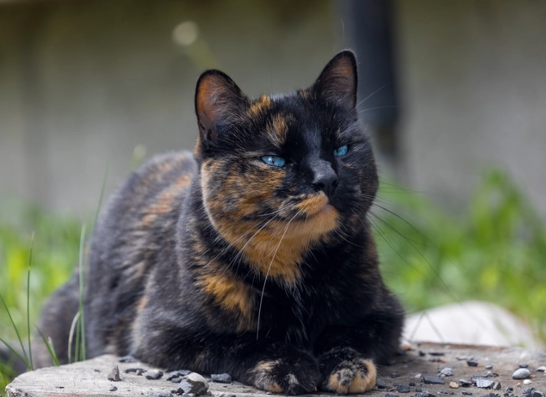 tortoiseshell cat care