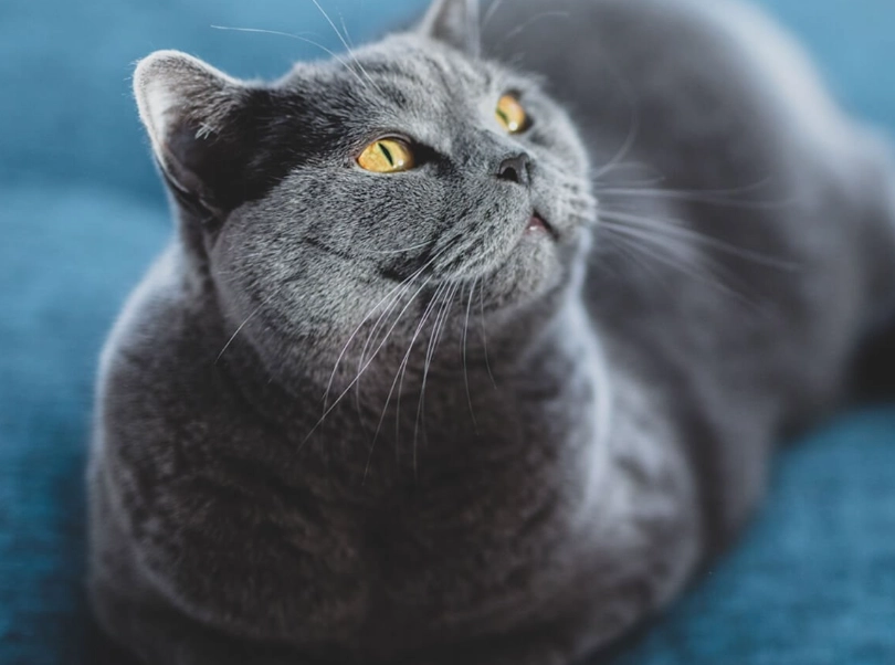 British Shorthair cat