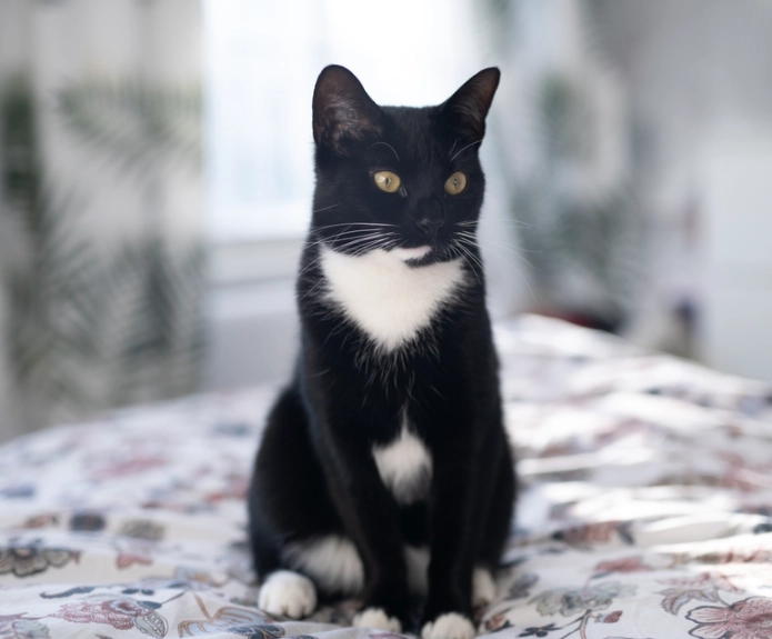 tuxedo cat care