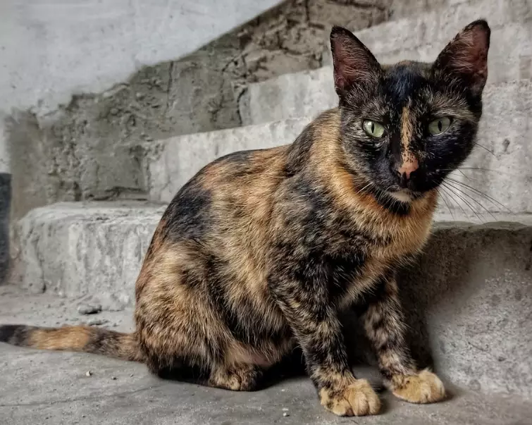 tortoiseshell cat care