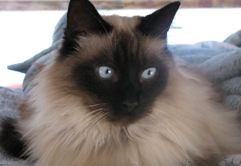 how long do siamese cats live