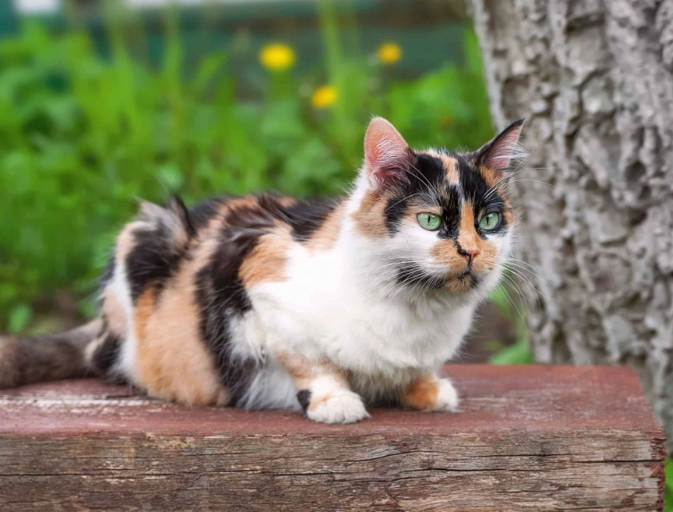 calico cat facts
