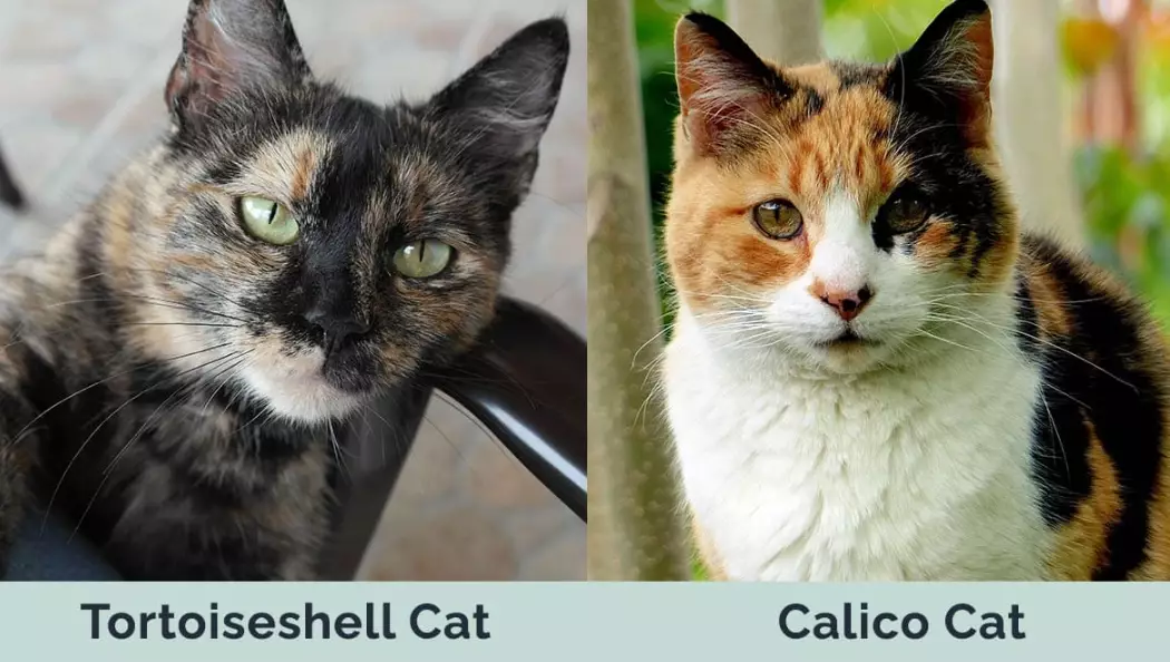 tortoiseshell cat genetics