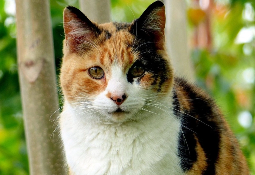 calico cat personality
