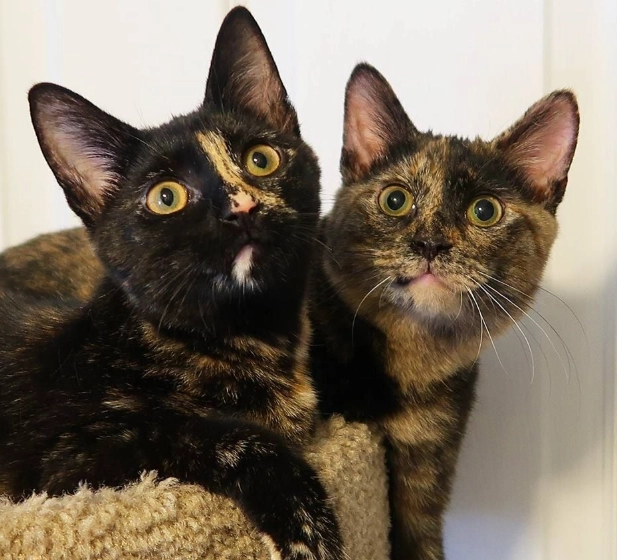 tortoiseshell vs calico cat