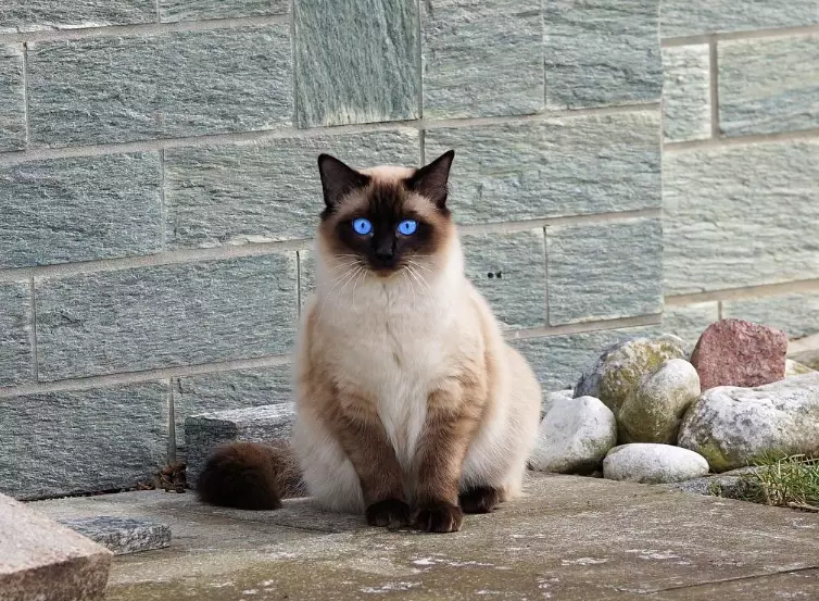 Siamese cat breed guide
