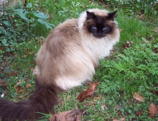 how long do siamese cats live