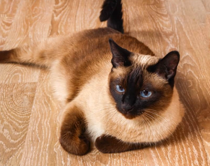 Siamese cat personality