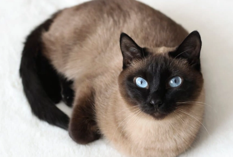 how long do siamese cats live