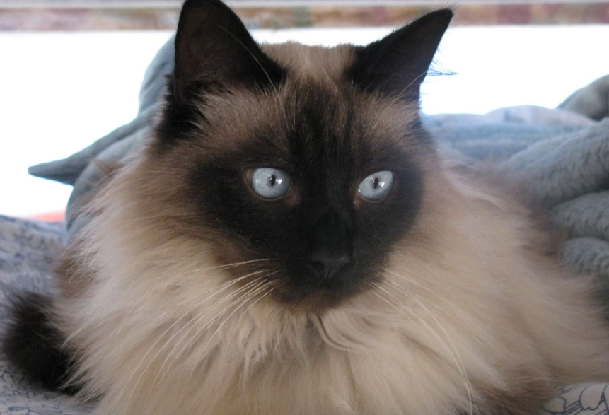 long haired Siamese cat