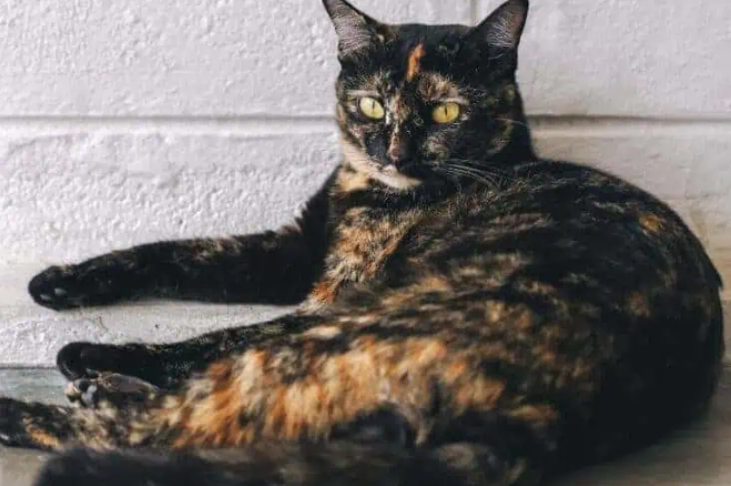 tortoiseshell cat personality
