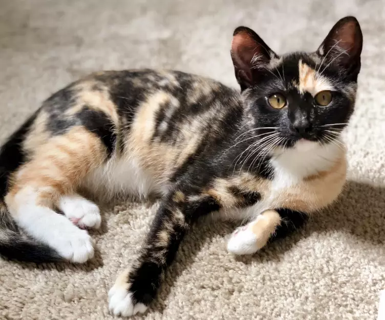 calico cat care