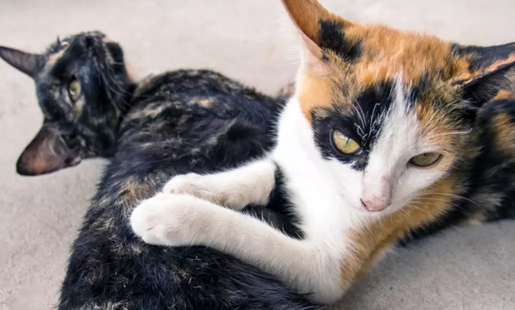 tortoiseshell vs calico cat