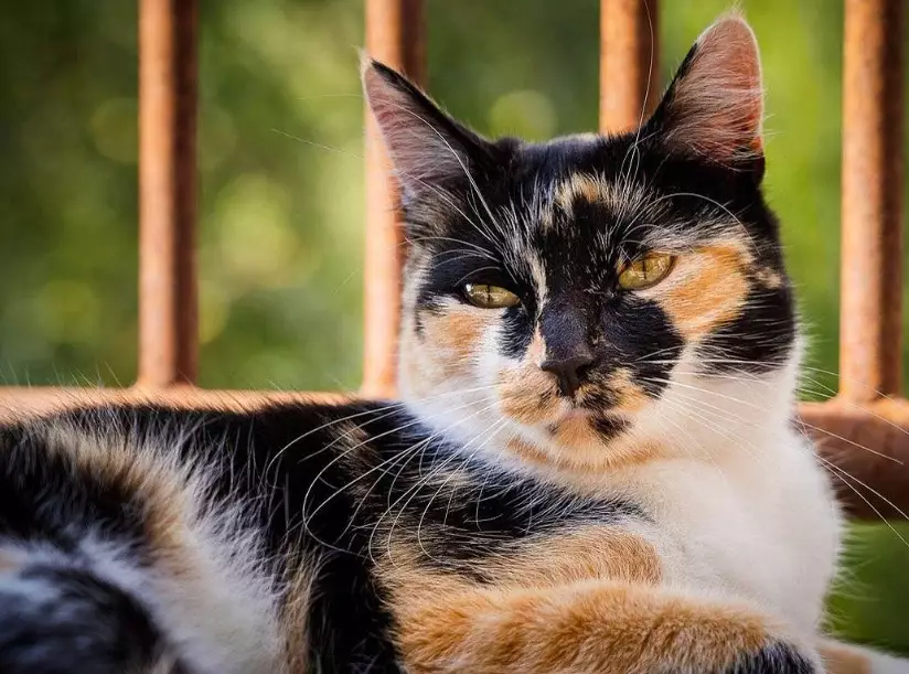 calico cat personality