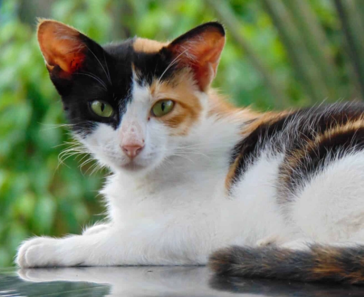 calico cat personality
