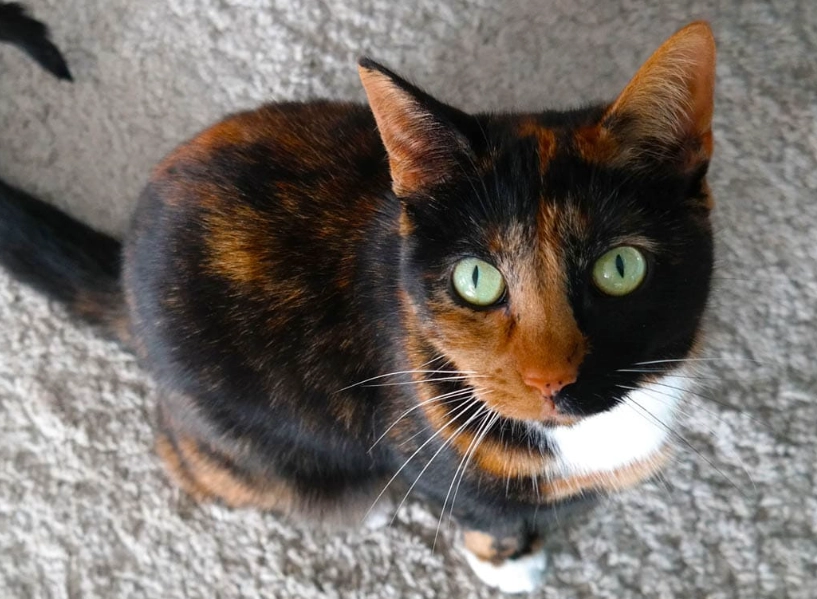 calico cat facts