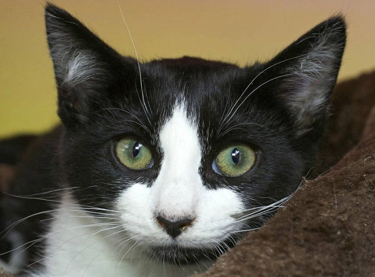 are tuxedo cats friendly