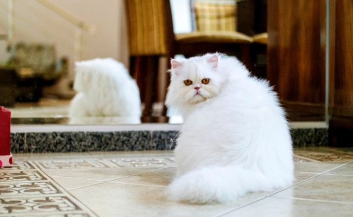 Persian Angora cat