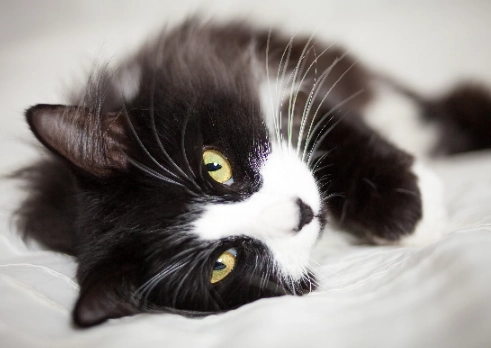 black and white cat