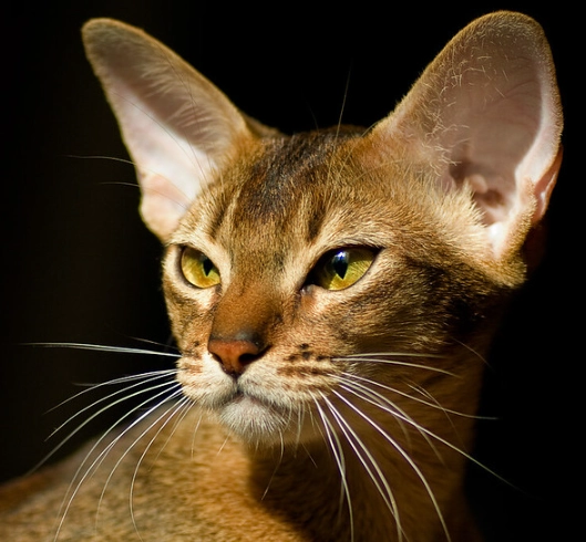 black Abyssinian cat