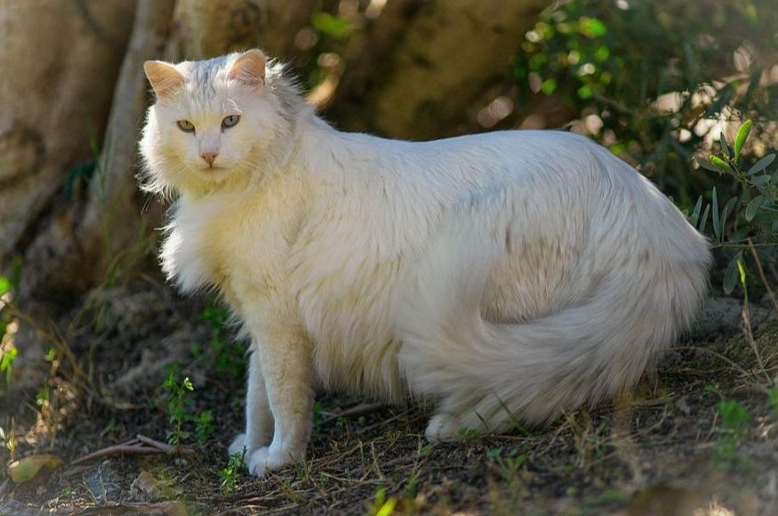 Turkish Angora cost