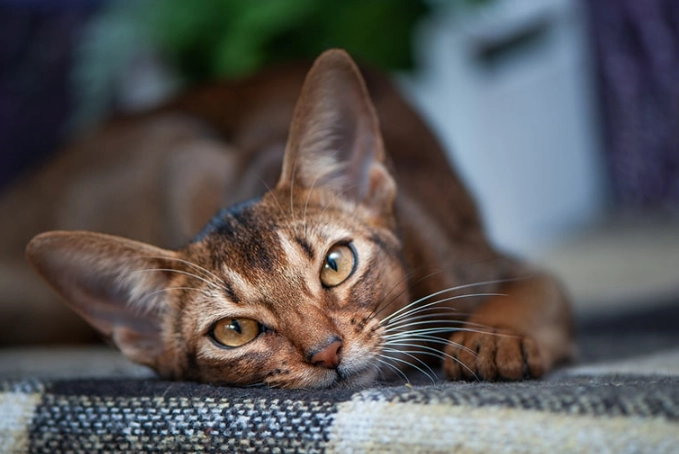 Abyssinian cat traits