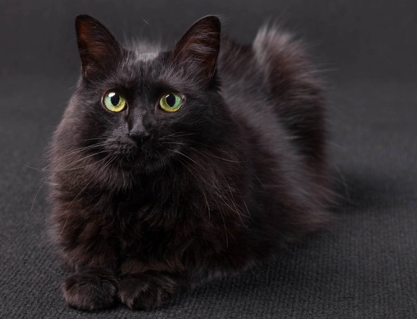 Angora cat Black